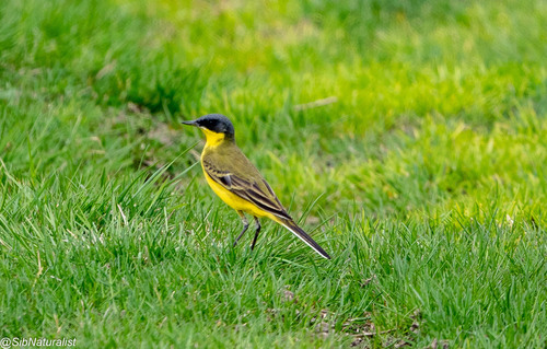 Eastern Yellow Wagtail