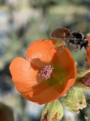 Calliopsis subalpina