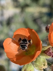 Calliopsis subalpina