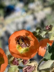 Calliopsis subalpina