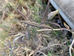 Lonicera dioica
