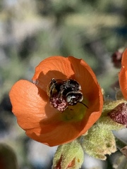 Calliopsis subalpina
