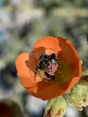 Calliopsis subalpina