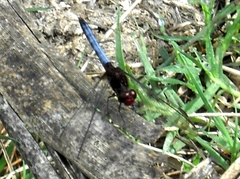 Erythrodiplax melanorubra