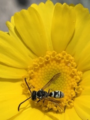 Pterocheilus