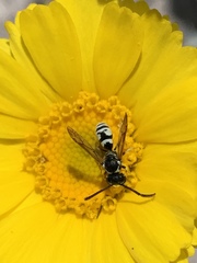 Pterocheilus