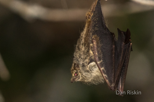 Proboscis Bat (Rhynchonycteris naso)