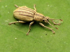 Aphrastus taeniatus