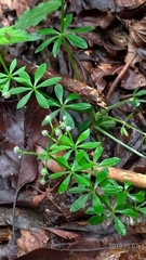 Galium echinocarpum