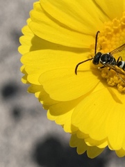 Pterocheilus