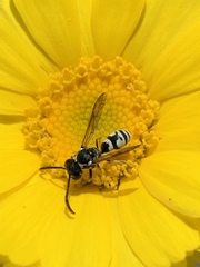 Pterocheilus