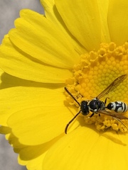 Pterocheilus