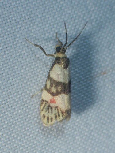 Nodozana bellicula