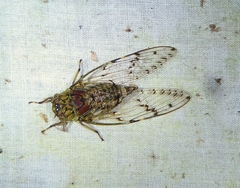 Proarna