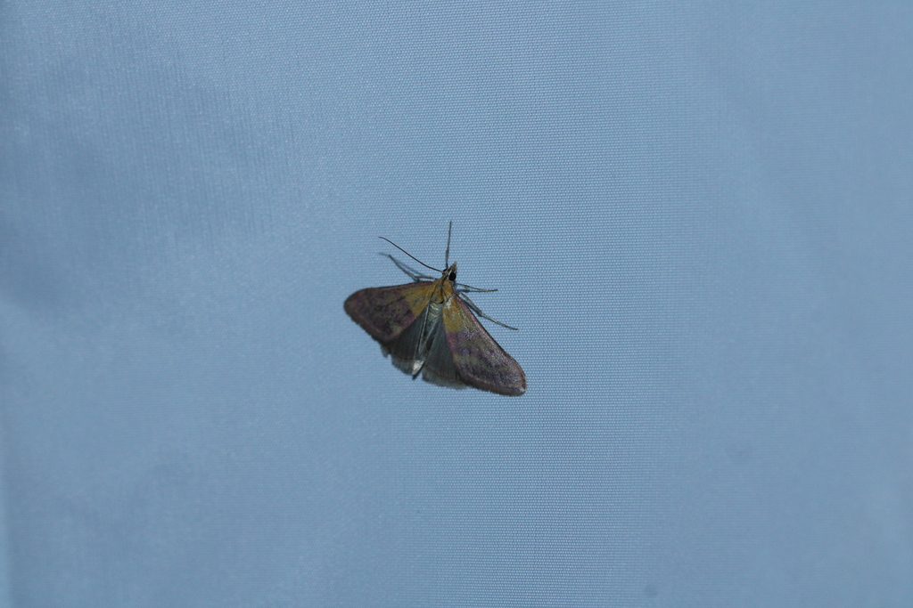 Pyrausta pellicalis