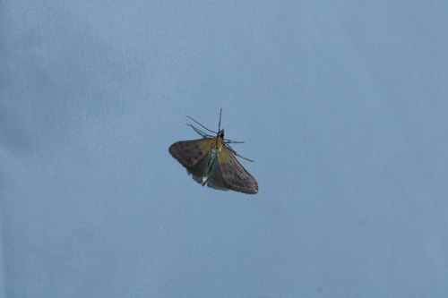 Pyrauste andalouse