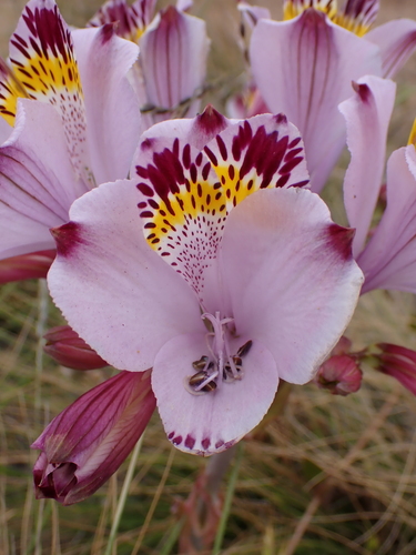 Alstroemeria pulchra (Alstroemeria pulchra)
