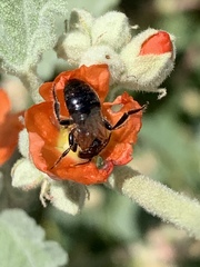 Calliopsis subalpina