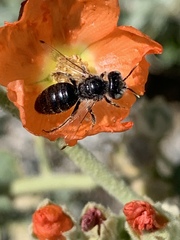 Calliopsis subalpina