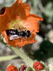 Calliopsis subalpina