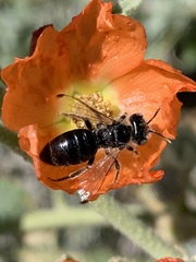 Calliopsis subalpina