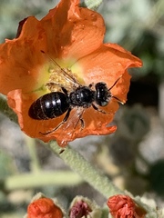 Calliopsis subalpina