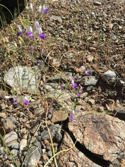 Collinsia linearis