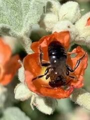 Calliopsis subalpina