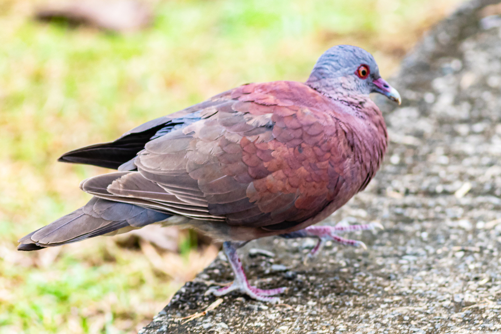 Madagascar Turtle-Dove