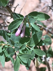 Symphoricarpos longiflorus
