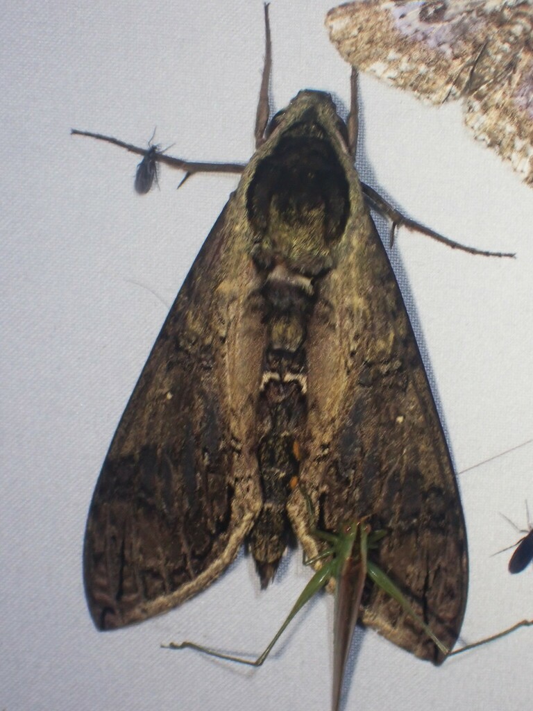 Manduca hannibal