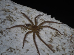 Cupiennius coccineus