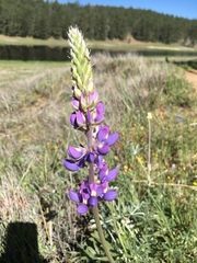 Lupinus formosus