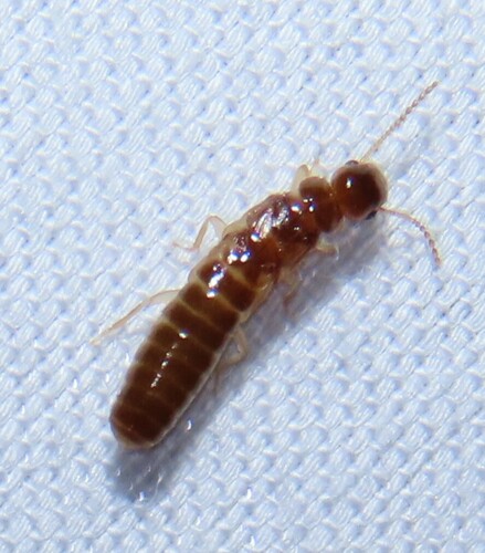 West Indian Drywood Termite photo 5