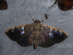 Pantographa expansalis