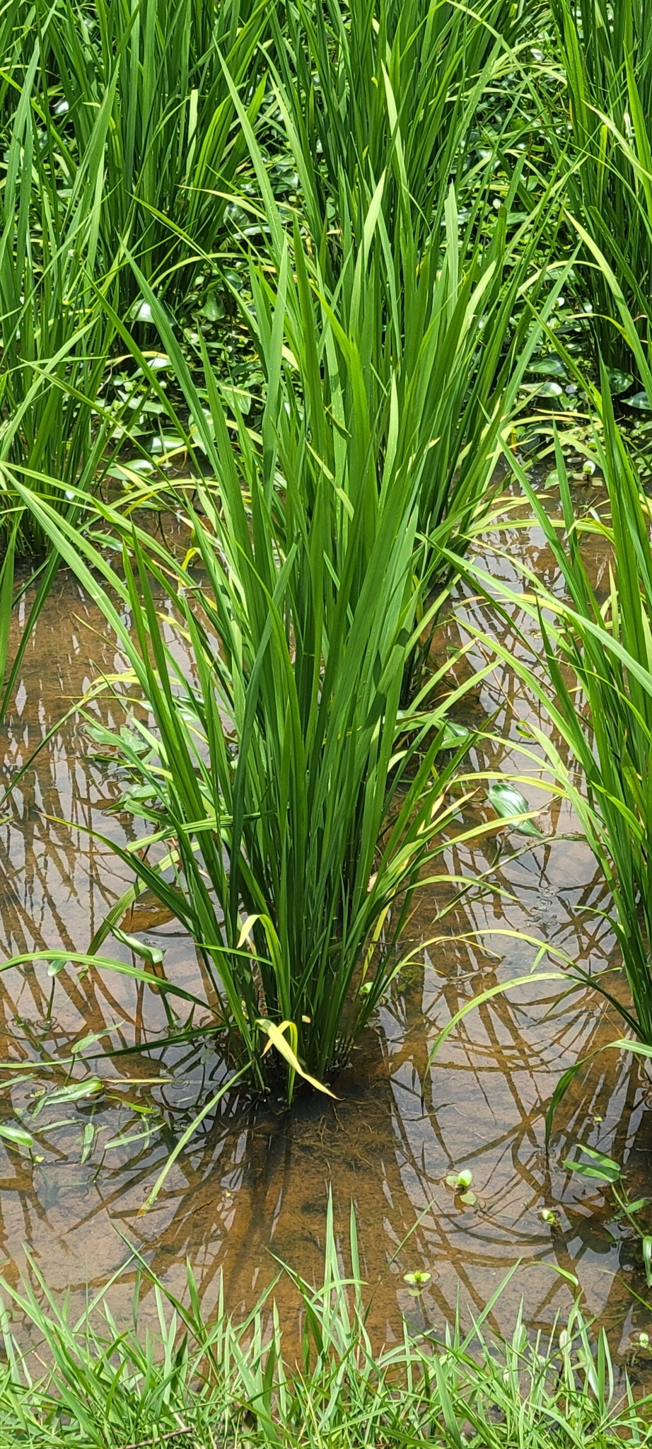 Imagem de Arroz