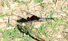 Erythrodiplax melanorubra