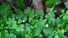 Ellisiophyllum pinnatum