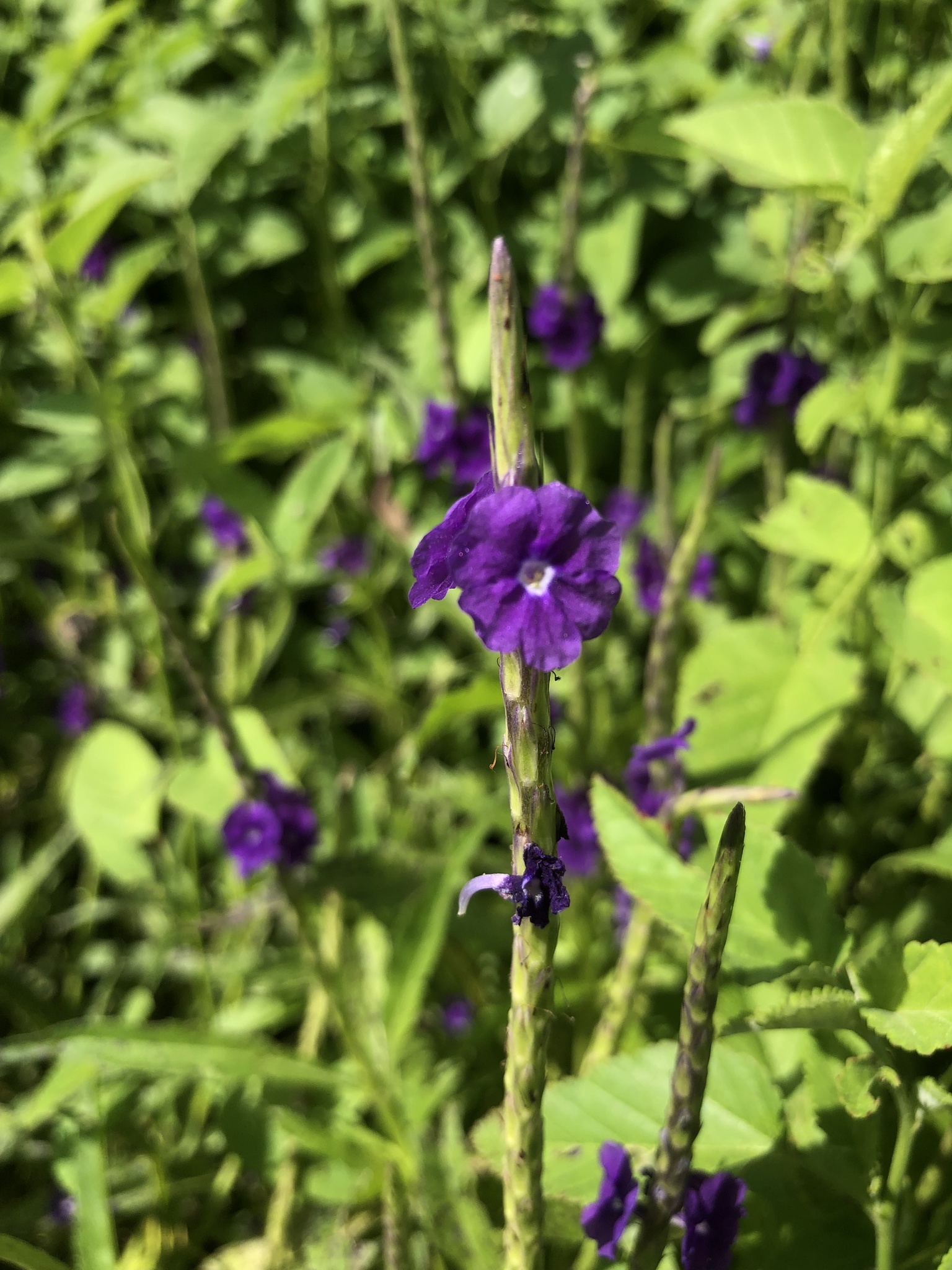 Stachytarpheta indica