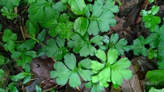 Ellisiophyllum pinnatum