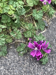 Malva parviflora parviflora