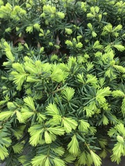 Taxus chinensis