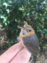 Ramphocaenus melanurus