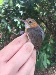 Ramphocaenus melanurus