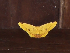 Nepheloleuca illiturata