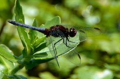 Erythrodiplax melanorubra