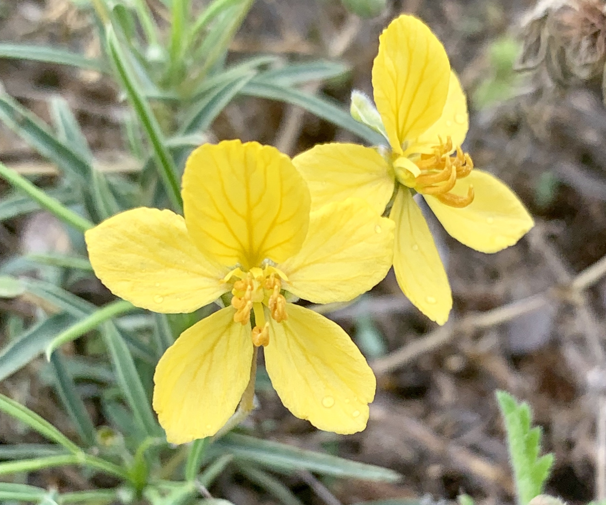 Senna pumilio
