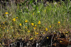 Erythranthe microphylla