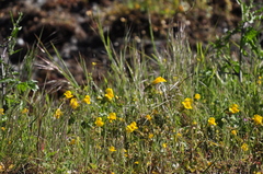 Erythranthe microphylla