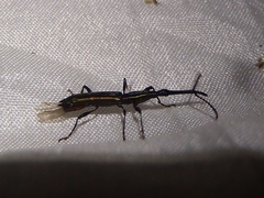 Brentinae